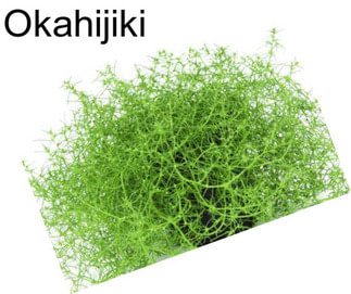 Okahijiki