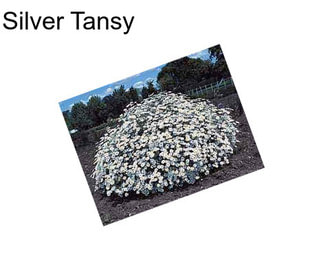 Silver Tansy