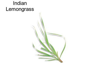 Indian Lemongrass