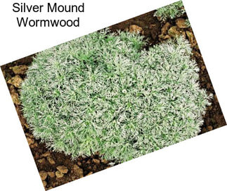 Silver Mound Wormwood