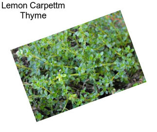 Lemon Carpettm Thyme