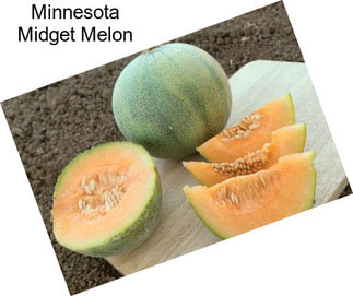 Minnesota Midget Melon