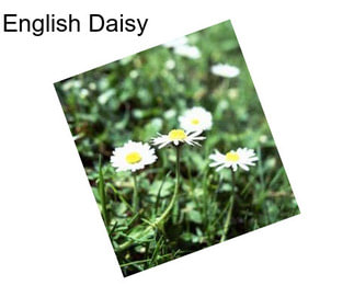 English Daisy