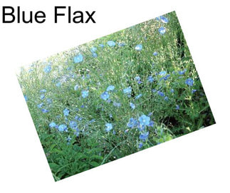 Blue Flax