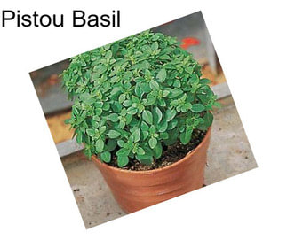 Pistou Basil