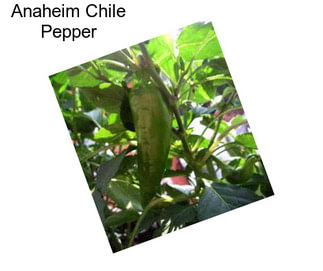 Anaheim Chile Pepper