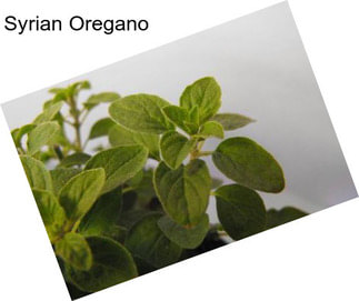 Syrian Oregano