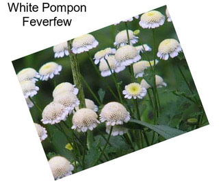 White Pompon Feverfew