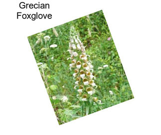 Grecian Foxglove