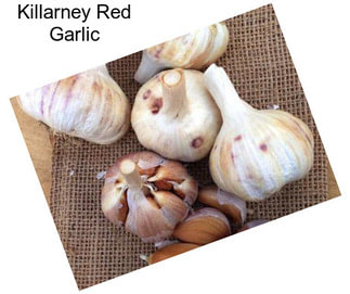 Killarney Red Garlic