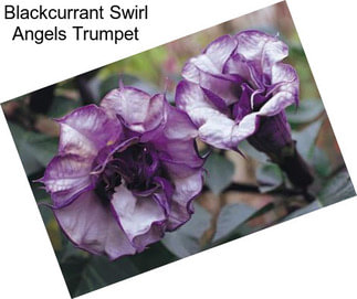 Blackcurrant Swirl Angels Trumpet