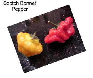 Scotch Bonnet Pepper