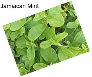 Jamaican Mint