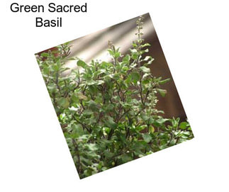 Green Sacred Basil
