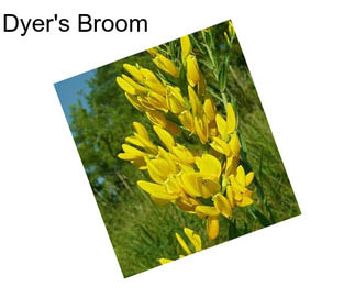 Dyer\'s Broom