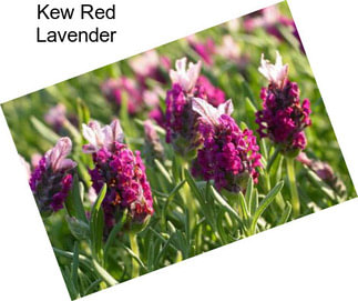 Kew Red Lavender