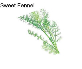 Sweet Fennel