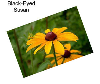 Black-Eyed Susan