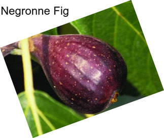 Negronne Fig