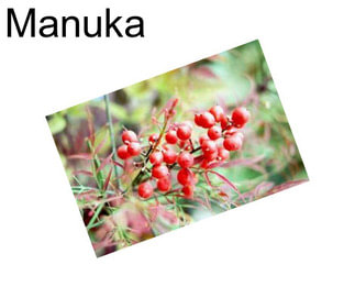 Manuka