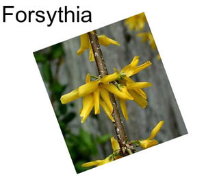 Forsythia