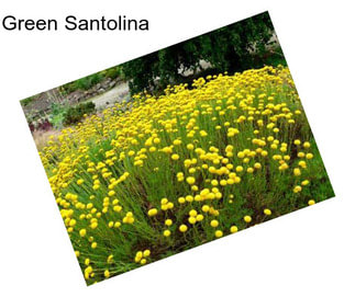 Green Santolina
