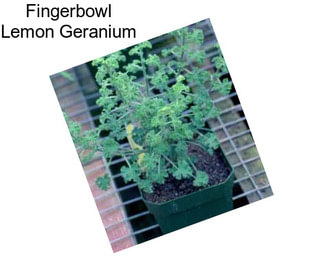 Fingerbowl Lemon Geranium