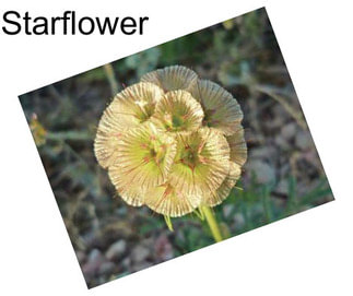 Starflower