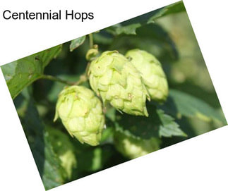 Centennial Hops