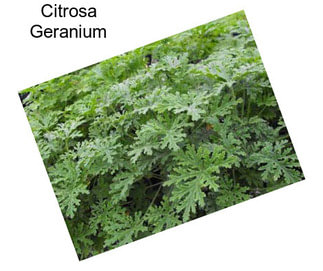 Citrosa Geranium