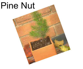 Pine Nut