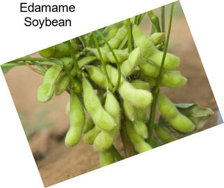 Edamame Soybean