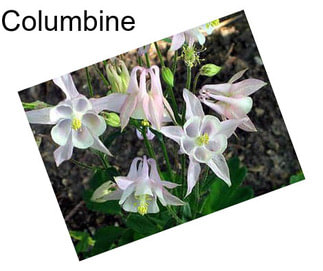 Columbine