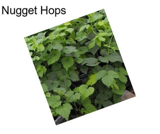 Nugget Hops