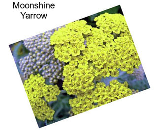 Moonshine Yarrow