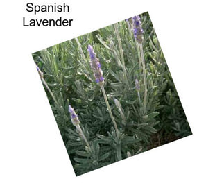 Spanish Lavender