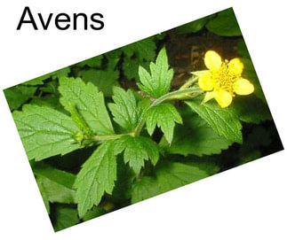 Avens