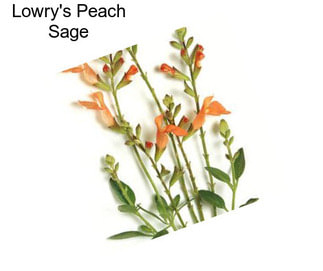 Lowry\'s Peach Sage