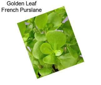 Golden Leaf French Purslane