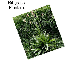 Ribgrass Plantain