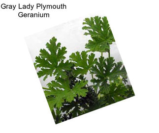 Gray Lady Plymouth Geranium