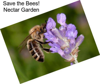 Save the Bees! Nectar Garden