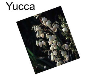 Yucca