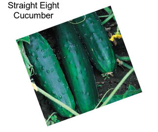 Straight Eight Cucumber