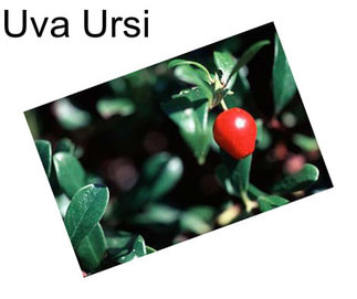 Uva Ursi