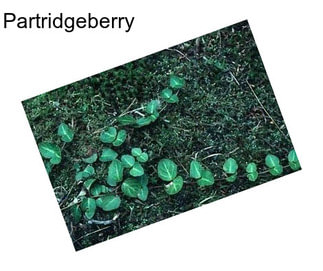 Partridgeberry