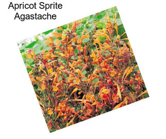 Apricot Sprite Agastache