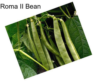 Roma II Bean