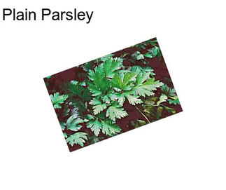 Plain Parsley