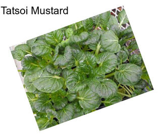 Tatsoi Mustard